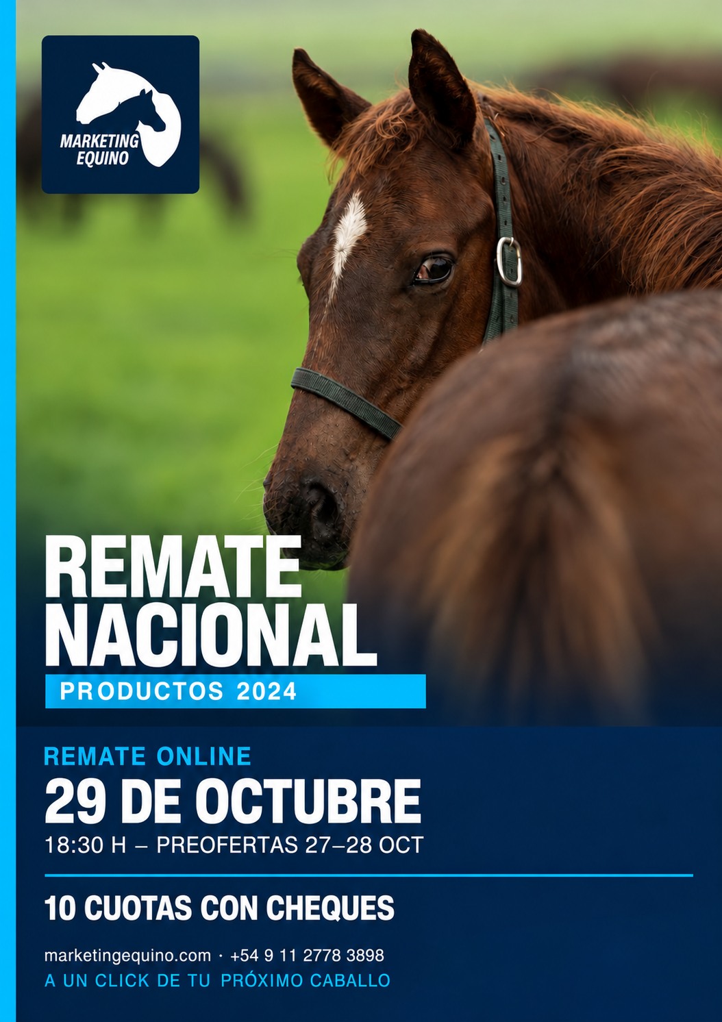 Marqueting Equino